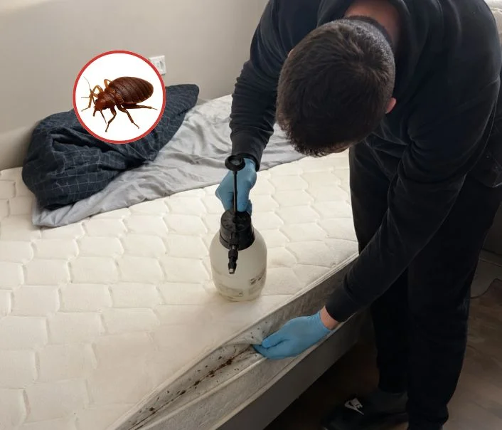 Technicien traitant un matelas contre les punaises de lit à Hédouville